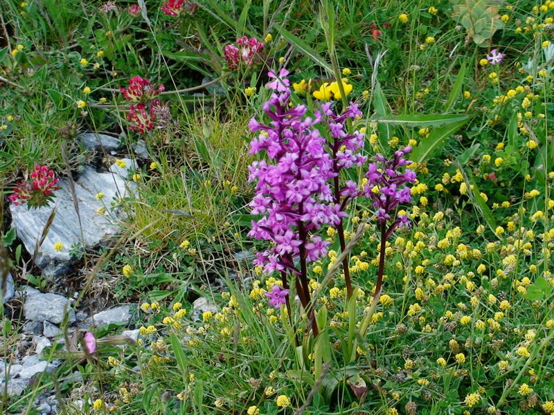 Orchis quadripunctata